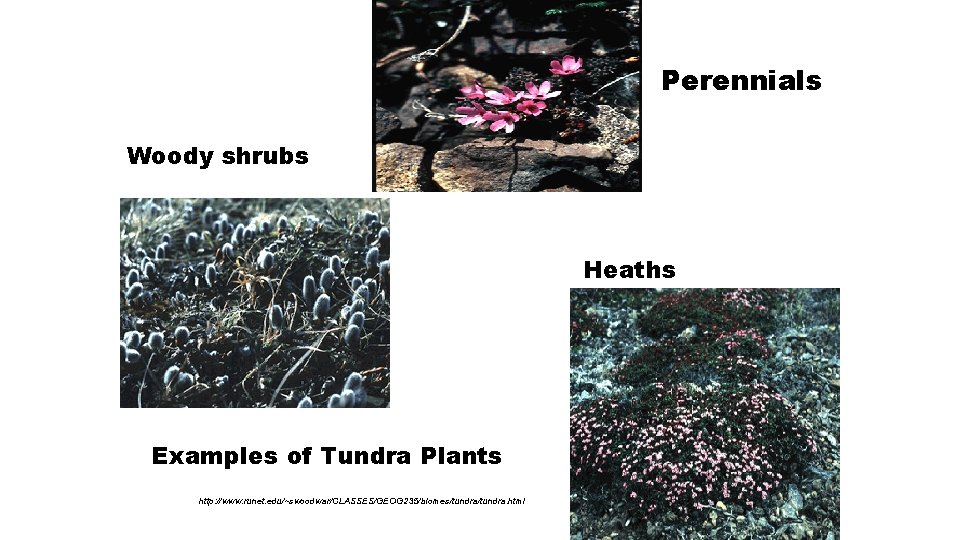 Perennials Woody shrubs Heaths Examples of Tundra Plants http: //www. runet. edu/~swoodwar/CLASSES/GEOG 235/biomes/tundra. html
