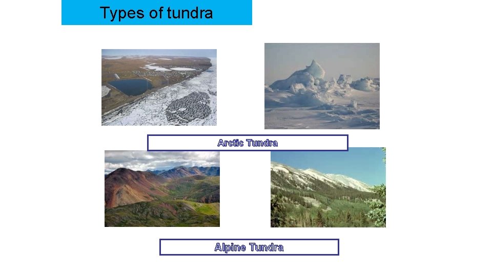 Types of tundra Arctic Tundra Alpine Tundra 