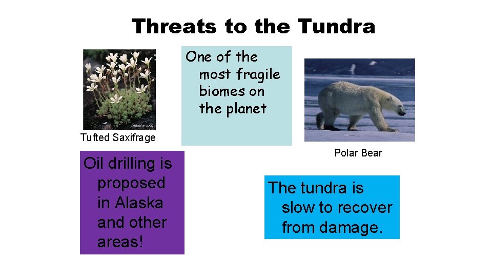 Threats to the Tundra One of the most fragile biomes on the planet Tufted