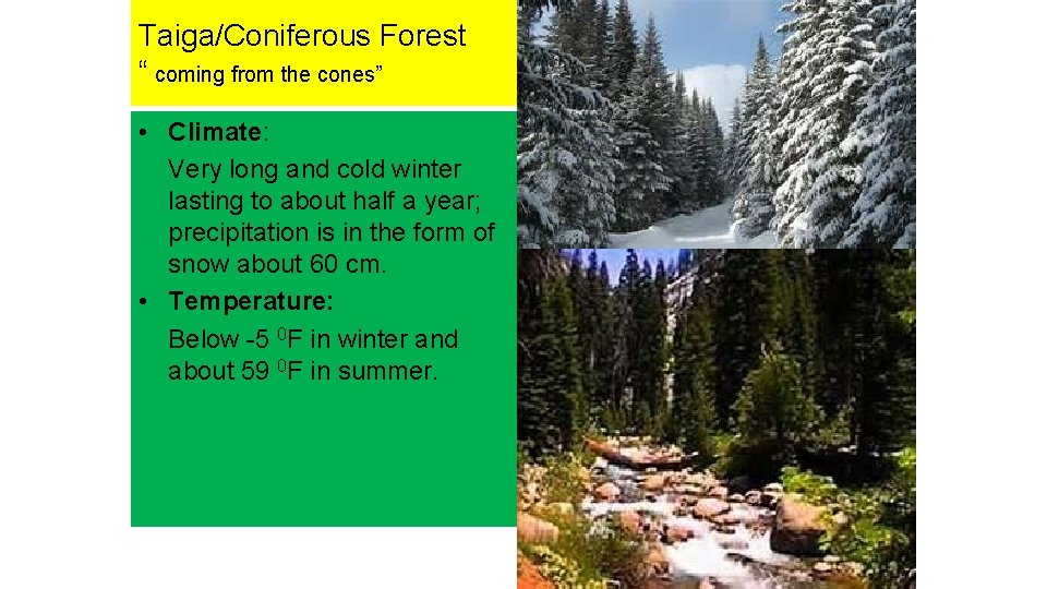 Taiga/Coniferous Forest “ coming from the cones” • Climate: Very long and cold winter