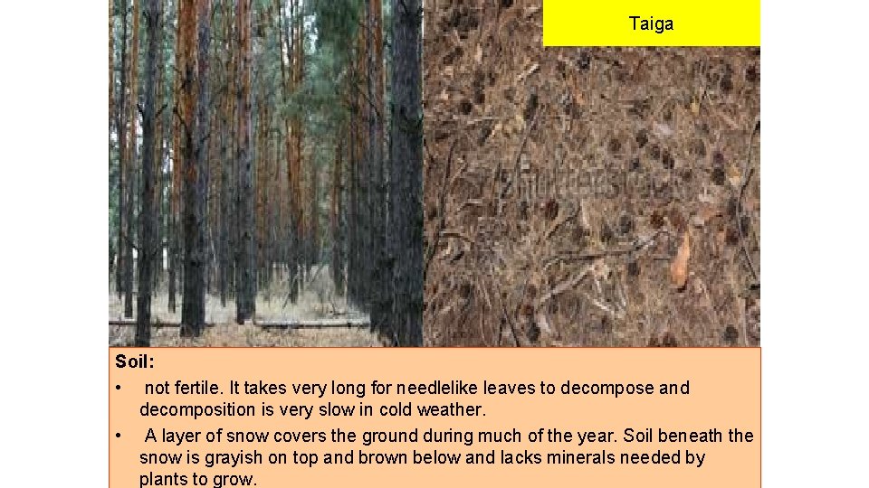 Taiga Soil: • not fertile. It takes very long for needlelike leaves to decompose