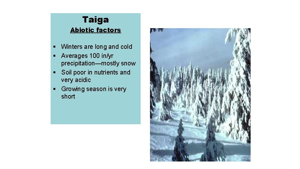 Taiga Abiotic factors § Winters are long and cold § Averages 100 in/yr precipitation—mostly
