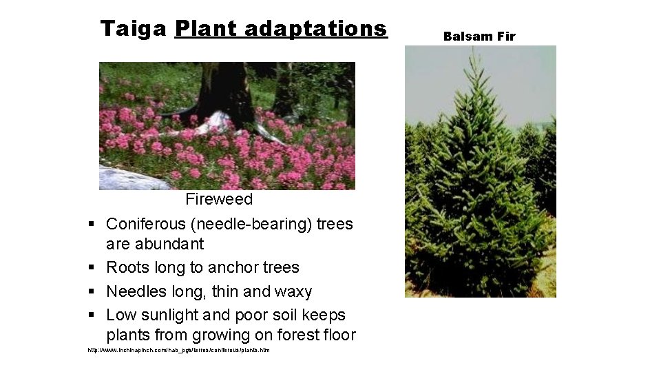 Taiga Plant adaptations § § Fireweed Coniferous (needle-bearing) trees are abundant Roots long to
