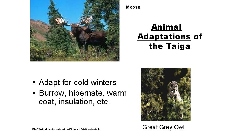 Moose Animal Adaptations of the Taiga § Adapt for cold winters § Burrow, hibernate,