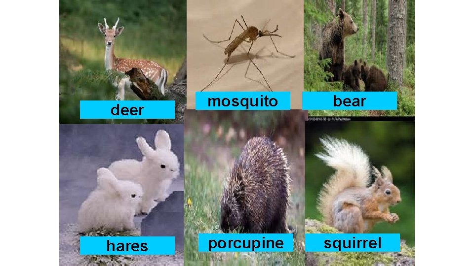 deer hares mosquito bear porcupine squirrel 