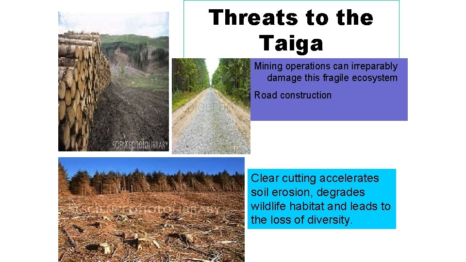 Threats to the Taiga Mining operations can irreparably damage this fragile ecosystem Road construction