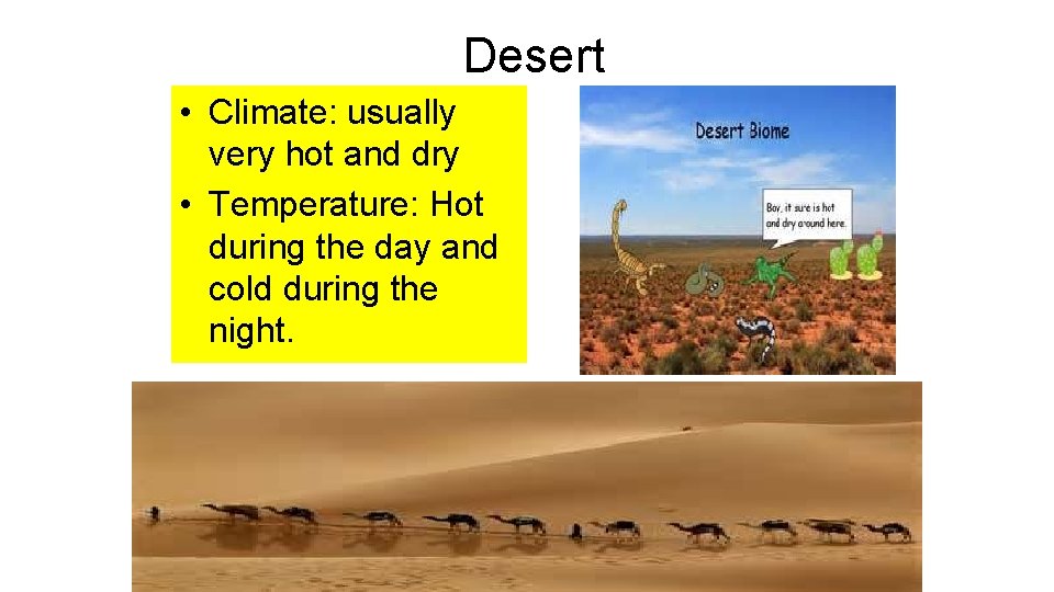 Desert • Climate: usually very hot and dry • Temperature: Hot during the day