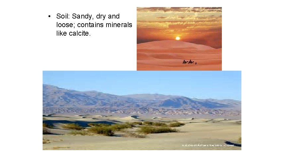  • Soil: Sandy, dry and loose; contains minerals like calcite. 