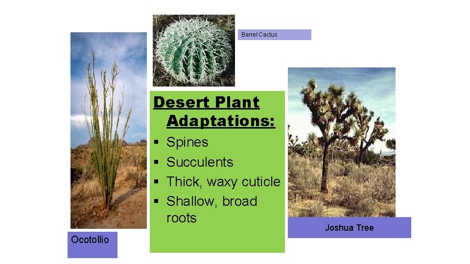 Barrel Cactus Desert Plant Adaptations: § § Ocotollio Spines Succulents Thick, waxy cuticle Shallow,