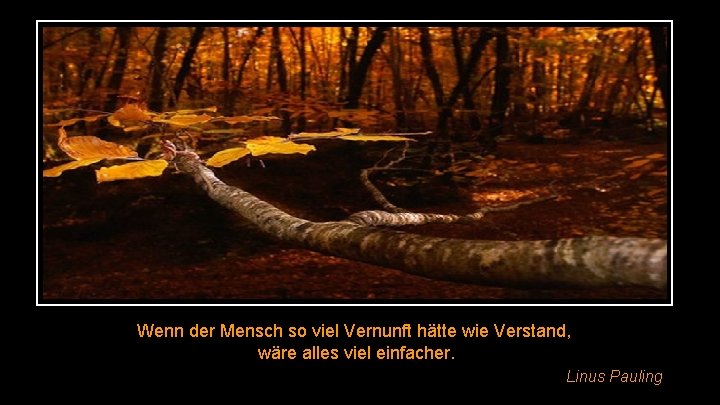 Wenn der Mensch so viel Vernunft hätte wie Verstand, wäre alles viel einfacher. Linus