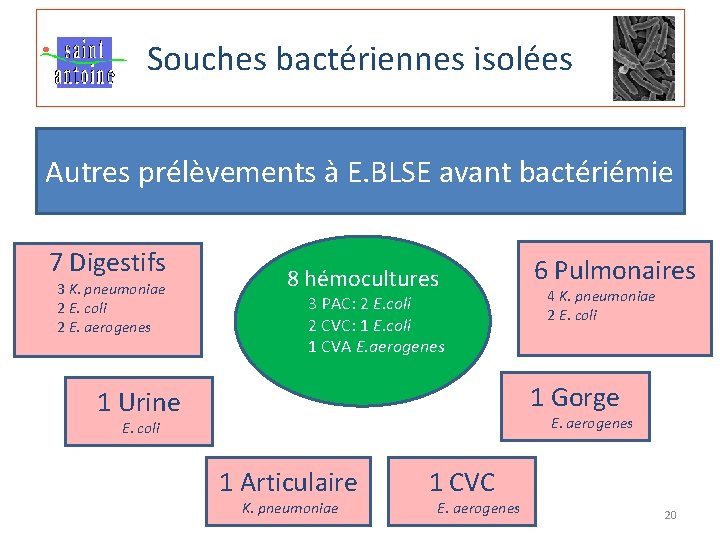 Souches bactériennes isolées Autres prélèvements à E. BLSE avant bactériémie 7 Digestifs 3 K.