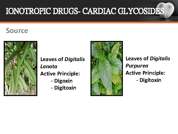 IONOTROPIC DRUGS- CARDIAC GLYCOSIDES Source Leaves of Digitalis Lanata Active Principle: - Digoxin -
