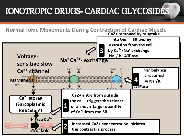 IONOTROPIC DRUGS- CARDIAC GLYCOSIDES Normal Ionic Movements During Contraction of Cardiac Muscle Voltagesensitive slow