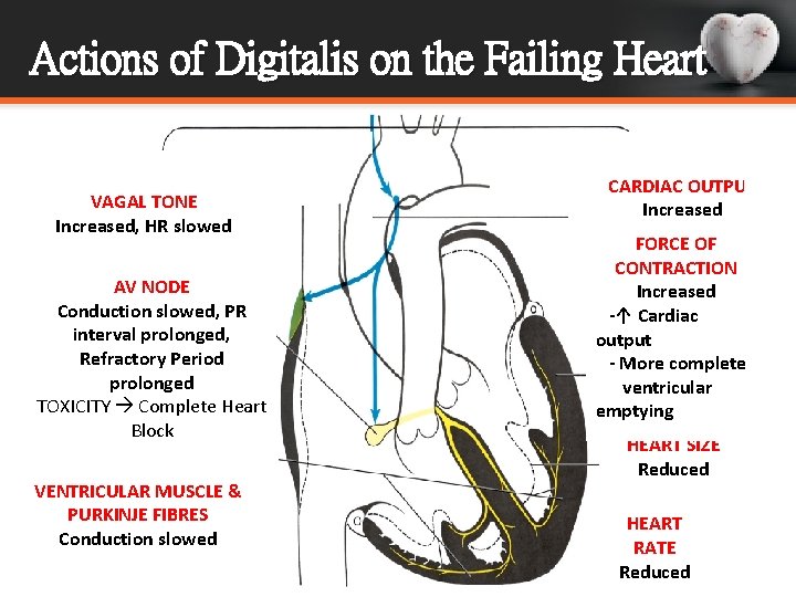 Actions of Digitalis on the Failing Heart VAGAL TONE Increased, HR slowed AV NODE