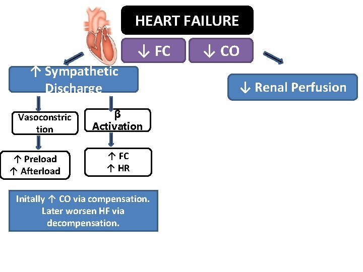 HEART FAILURE ↓ FC ↑ Sympathetic Discharge Vasoconstric tion ↑ Preload ↑ Afterload β