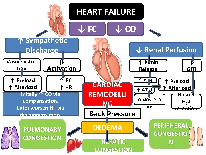 HEART FAILURE ↓ FC ↓ CO ↑ Sympathetic Discharge Vasoconstric tion ↓ Renal Perfusion