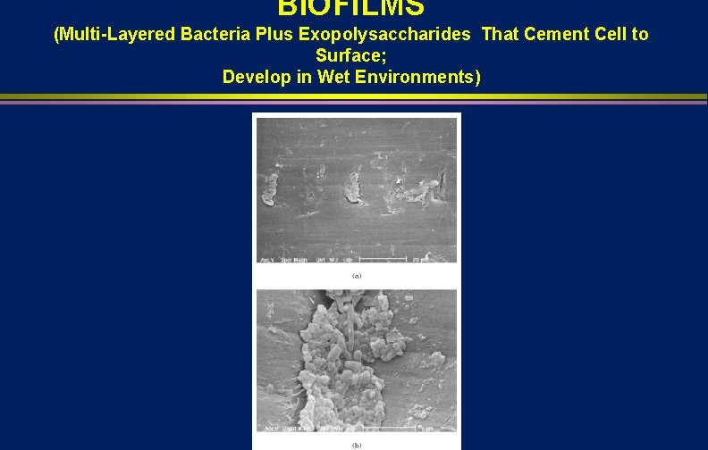 BIOFILMS (Multi-Layered Bacteria Plus Exopolysaccharides That Cement Cell to Surface; Develop in Wet Environments)