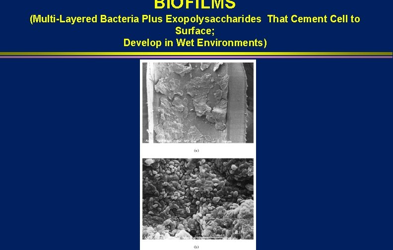 BIOFILMS (Multi-Layered Bacteria Plus Exopolysaccharides That Cement Cell to Surface; Develop in Wet Environments)