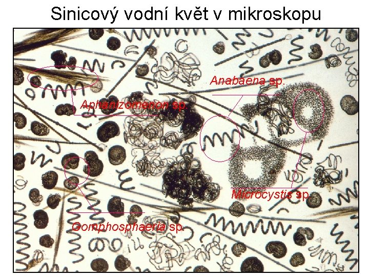 Sinicový vodní květ v mikroskopu Anabaena sp. Aphanizomenon sp. Microcystis sp. Gomphosphaeria sp. 
