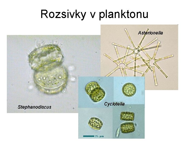 Rozsivky v planktonu Asterionella Stephanodiscus Cyclotella 