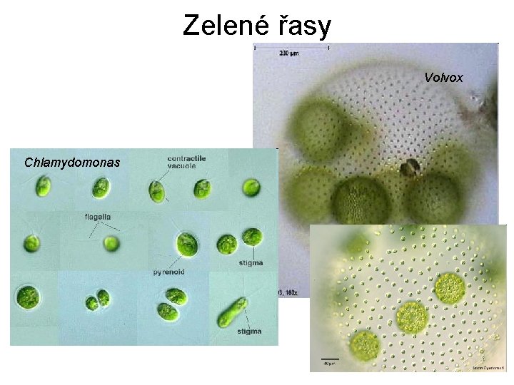 Zelené řasy Volvox Chlamydomonas 