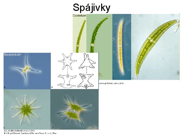 Spájivky 