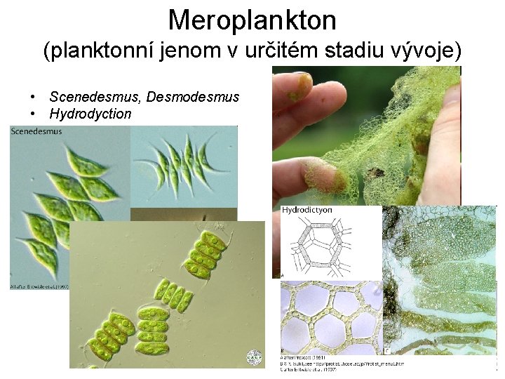 Meroplankton (planktonní jenom v určitém stadiu vývoje) • Scenedesmus, Desmodesmus • Hydrodyction 