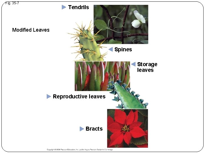 Fig. 35 -7 Tendrils Modified Leaves Spines Storage leaves Reproductive leaves Bracts 