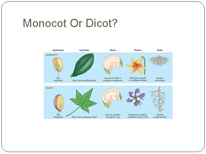 Monocot Or Dicot? 