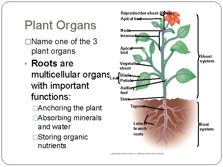 Plant Organs �Name one of the 3 plant organs • Roots are Reproductive shoot