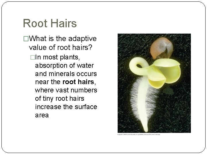 Root Hairs �What is the adaptive value of root hairs? �In most plants, absorption
