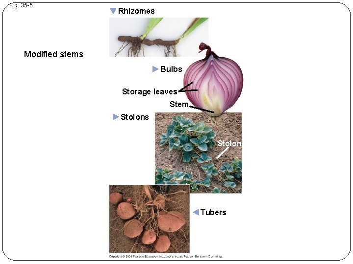 Fig. 35 -5 Rhizomes Modified stems Bulbs Storage leaves Stem Stolons Stolon Tubers 