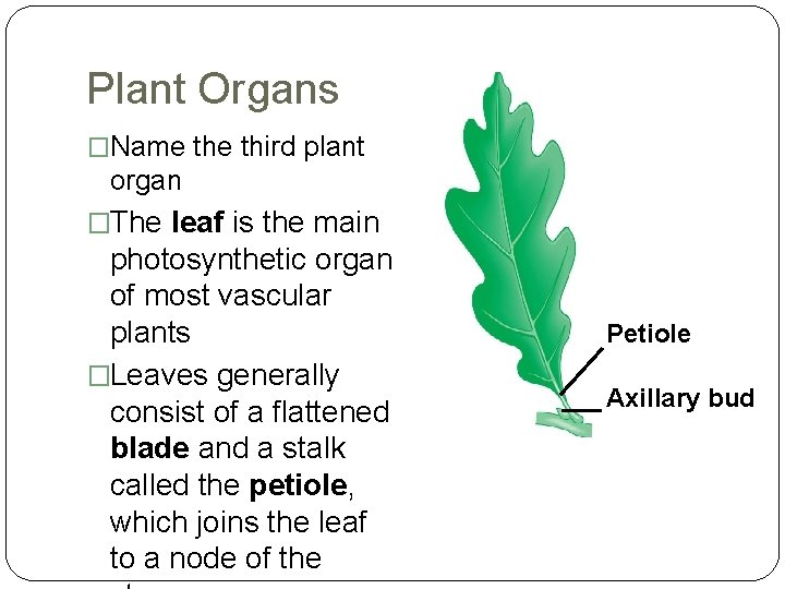 Plant Organs �Name third plant organ �The leaf is the main photosynthetic organ of