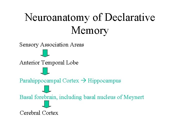 Neuroanatomy of Declarative Memory Sensory Association Areas Anterior Temporal Lobe Parahippocampal Cortex Hippocampus Basal