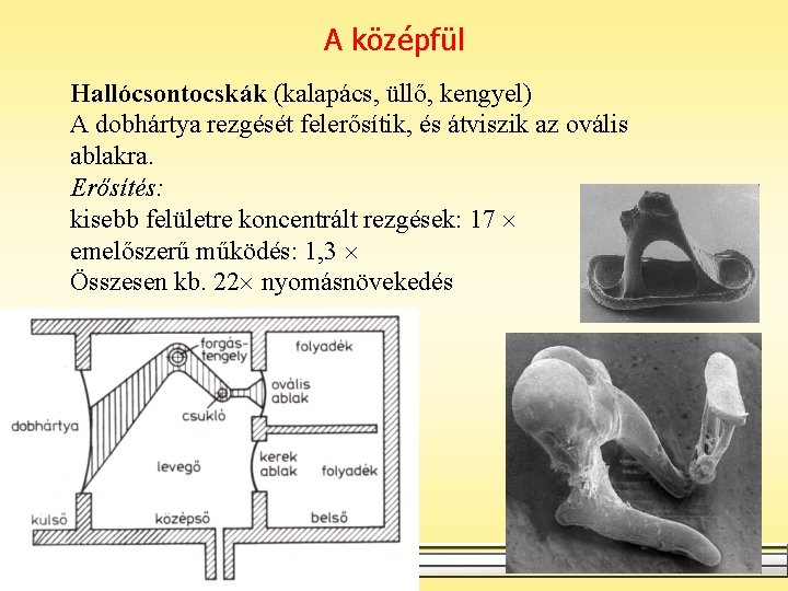 A középfül Hallócsontocskák (kalapács, üllő, kengyel) A dobhártya rezgését felerősítik, és átviszik az ovális