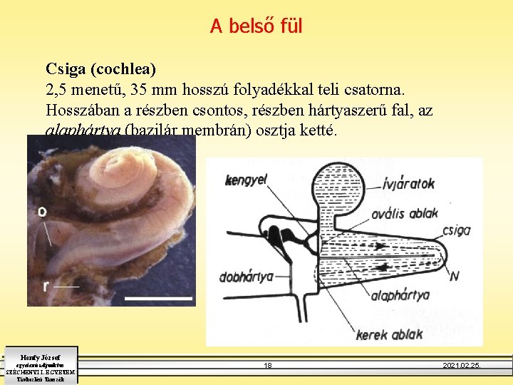 A belső fül Csiga (cochlea) 2, 5 menetű, 35 mm hosszú folyadékkal teli csatorna.