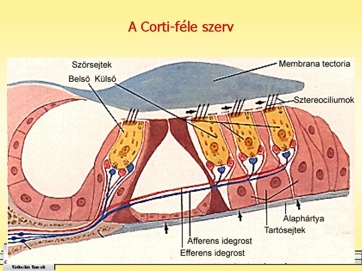 A Corti-féle szerv Honfy József egyetemi adjunktus SZÉCHENYI I. EGYETEM Távközlési Tanszék 21 2021.