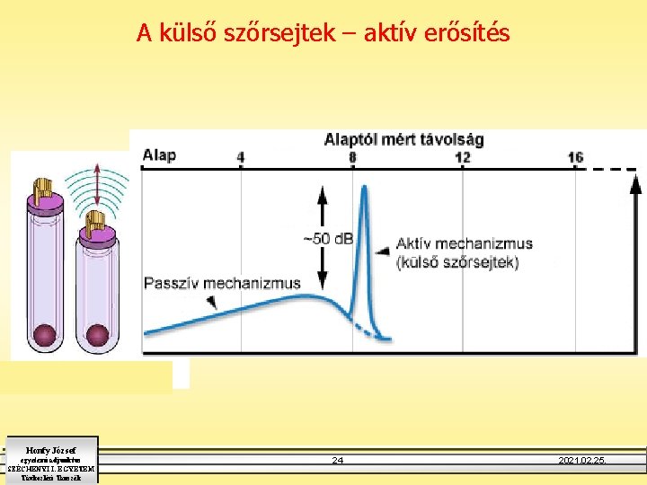 A külső szőrsejtek – aktív erősítés Honfy József egyetemi adjunktus SZÉCHENYI I. EGYETEM Távközlési