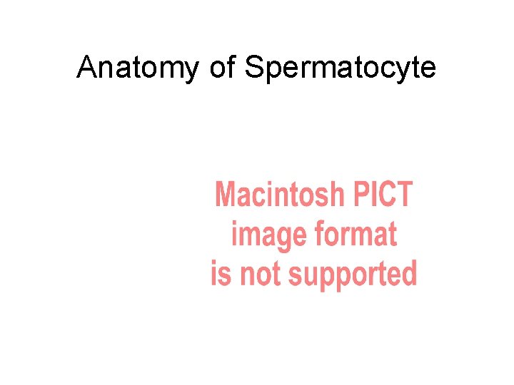 Anatomy of Spermatocyte 