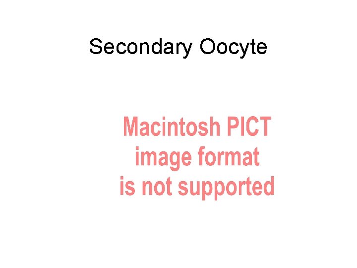 Secondary Oocyte 