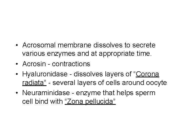  • Acrosomal membrane dissolves to secrete various enzymes and at appropriate time. •