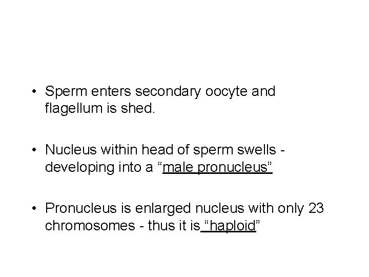  • Sperm enters secondary oocyte and flagellum is shed. • Nucleus within head