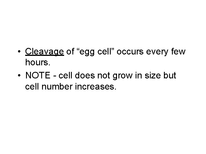  • Cleavage of “egg cell” occurs every few hours. • NOTE - cell