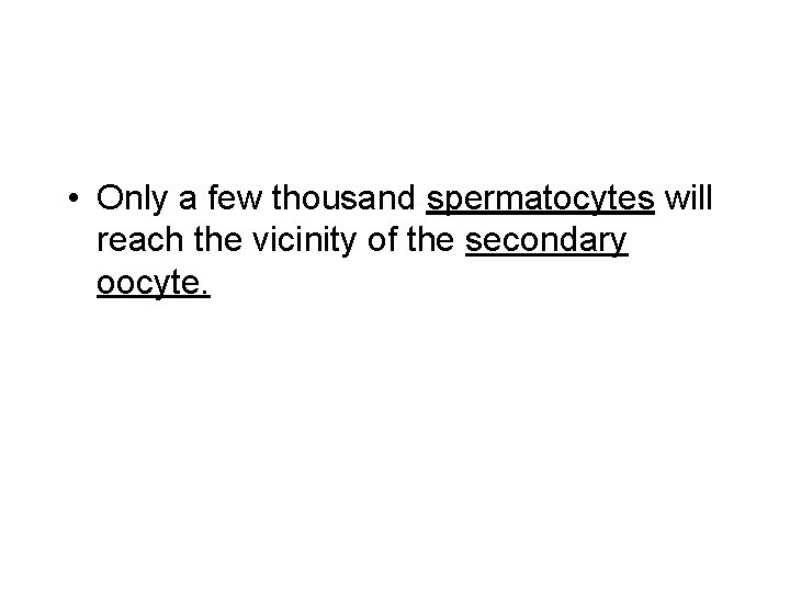  • Only a few thousand spermatocytes will reach the vicinity of the secondary