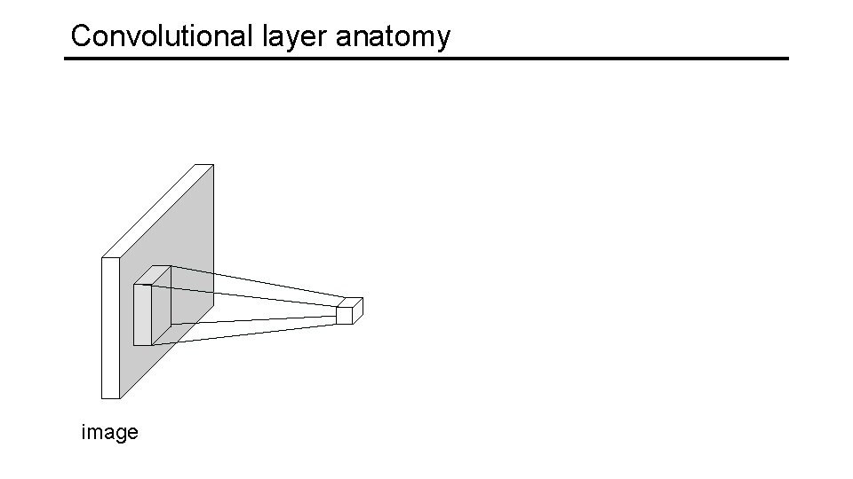 Convolutional layer anatomy image 
