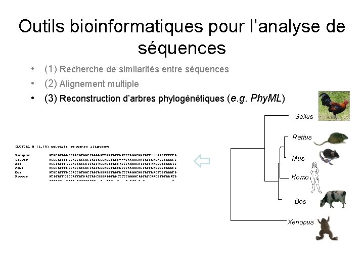 Outils bioinformatiques pour l’analyse de séquences • (1) Recherche de similarités entre séquences •