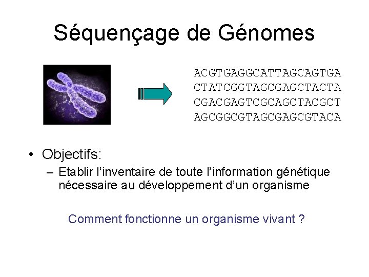 Séquençage de Génomes ACGTGAGGCATTAGCAGTGA CTATCGGTAGCGAGCTACTA CGACGAGTCGCAGCTACGCT AGCGGCGTAGCGTACA • Objectifs: – Etablir l’inventaire de toute