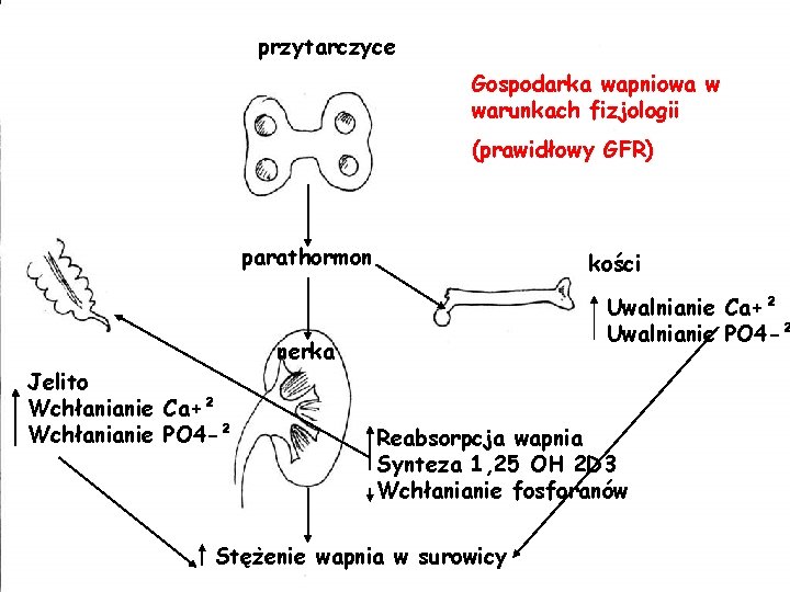 przytarczyce Gospodarka wapniowa w warunkach fizjologii (prawidłowy GFR) parathormon kości Uwalnianie Ca+² Uwalnianie PO