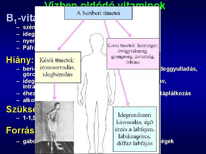 Vízben oldódó vitaminok B 1 -vitamin (tiamin) – – szénhidrát anyagcsere (pl. dekarboxiláz enzim)