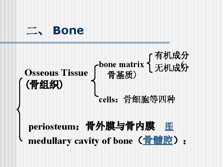 二、 Bone Osseous Tissue (骨组织) bone matrix 骨基质) 有机成分 ( 无机成分 cells：骨细胞等四种 periosteum：骨外膜与骨内膜 图